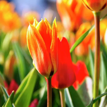 Hébergement de vacances Near Dutch Coast & Forest *