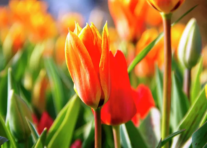 Casa de Férias Near Dutch Coast & Forest *